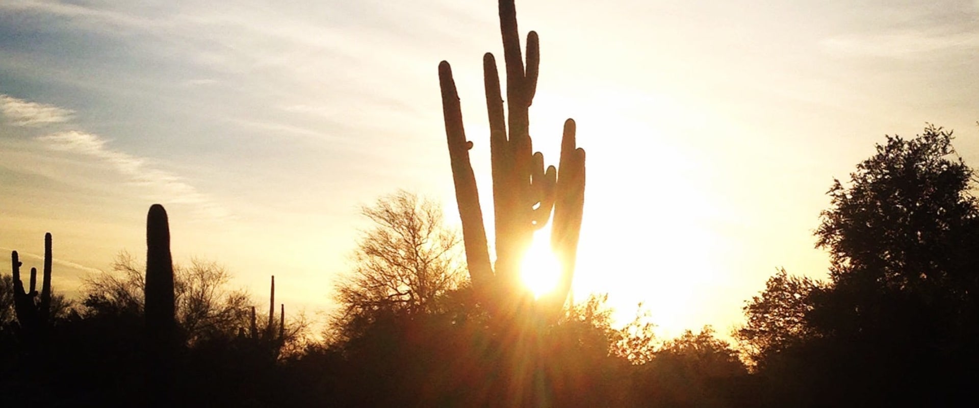 Explore the Best Seasonal Exhibits in Maricopa County, Arizona
