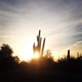 Explore the Best Seasonal Exhibits in Maricopa County, Arizona